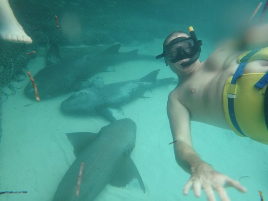 swimming with sharks